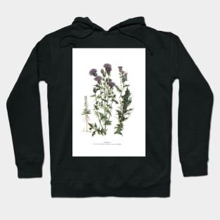 Canada Thistle Hoodie